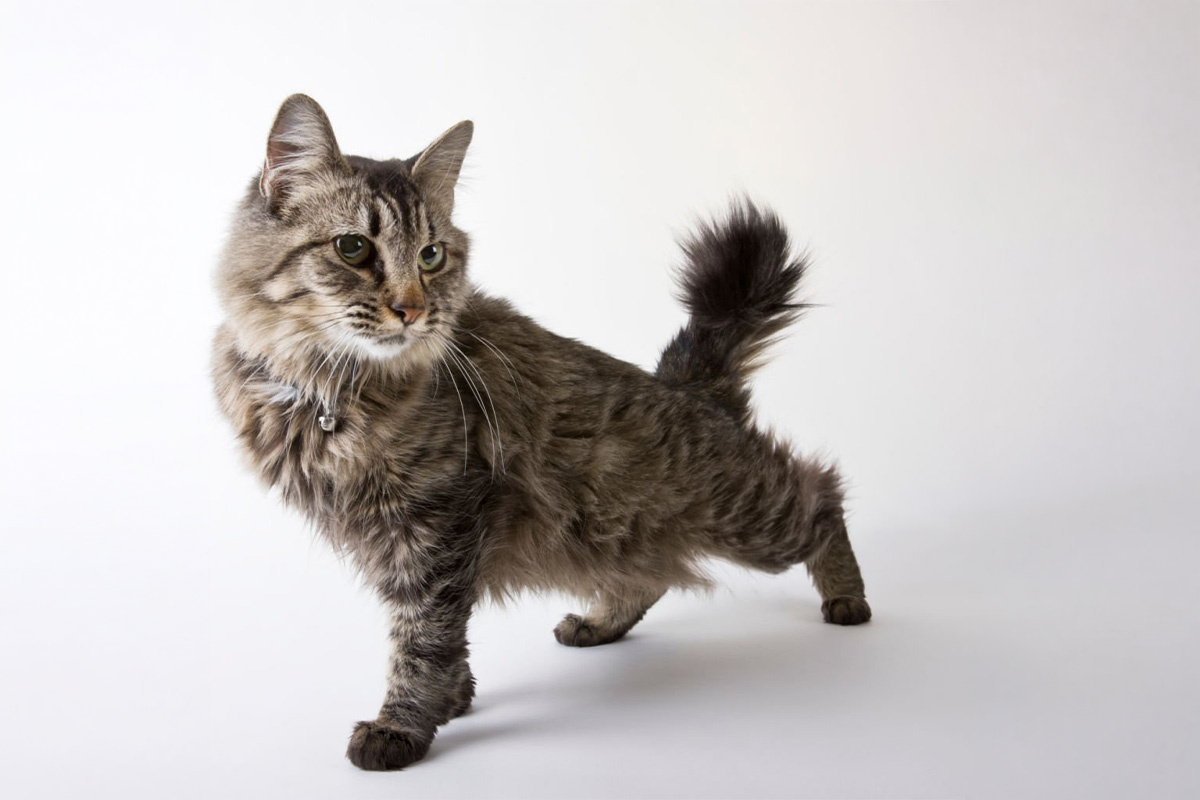 bir bacağı önde diğeri arkada duran American Bobtail kedisi