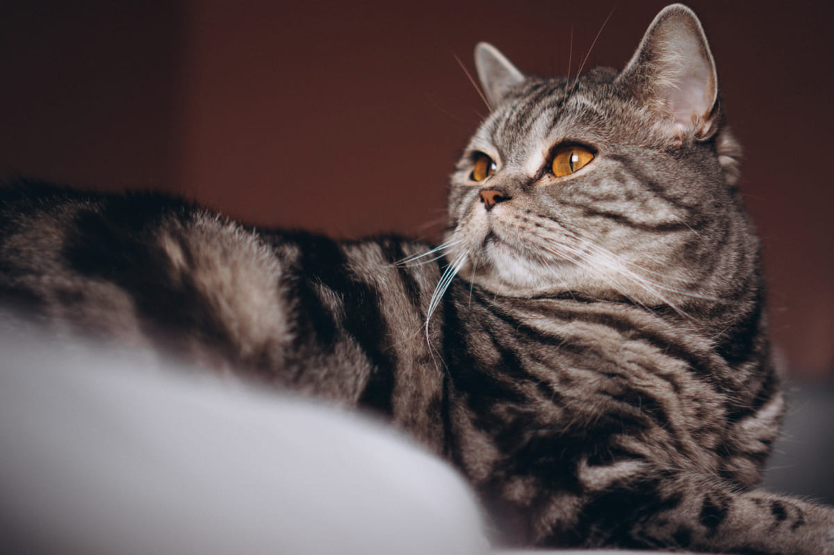 kehribar gözlü kedi
