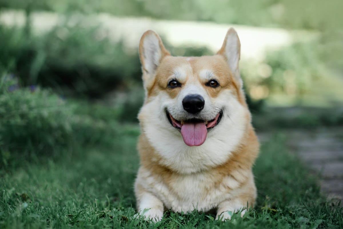 kadraja bakan, oturan ve dili dışarıda Welsh Corgi köpeği
