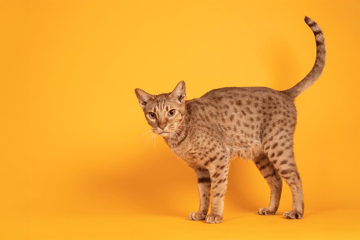 ayakta duran sert bakışlı ocicat