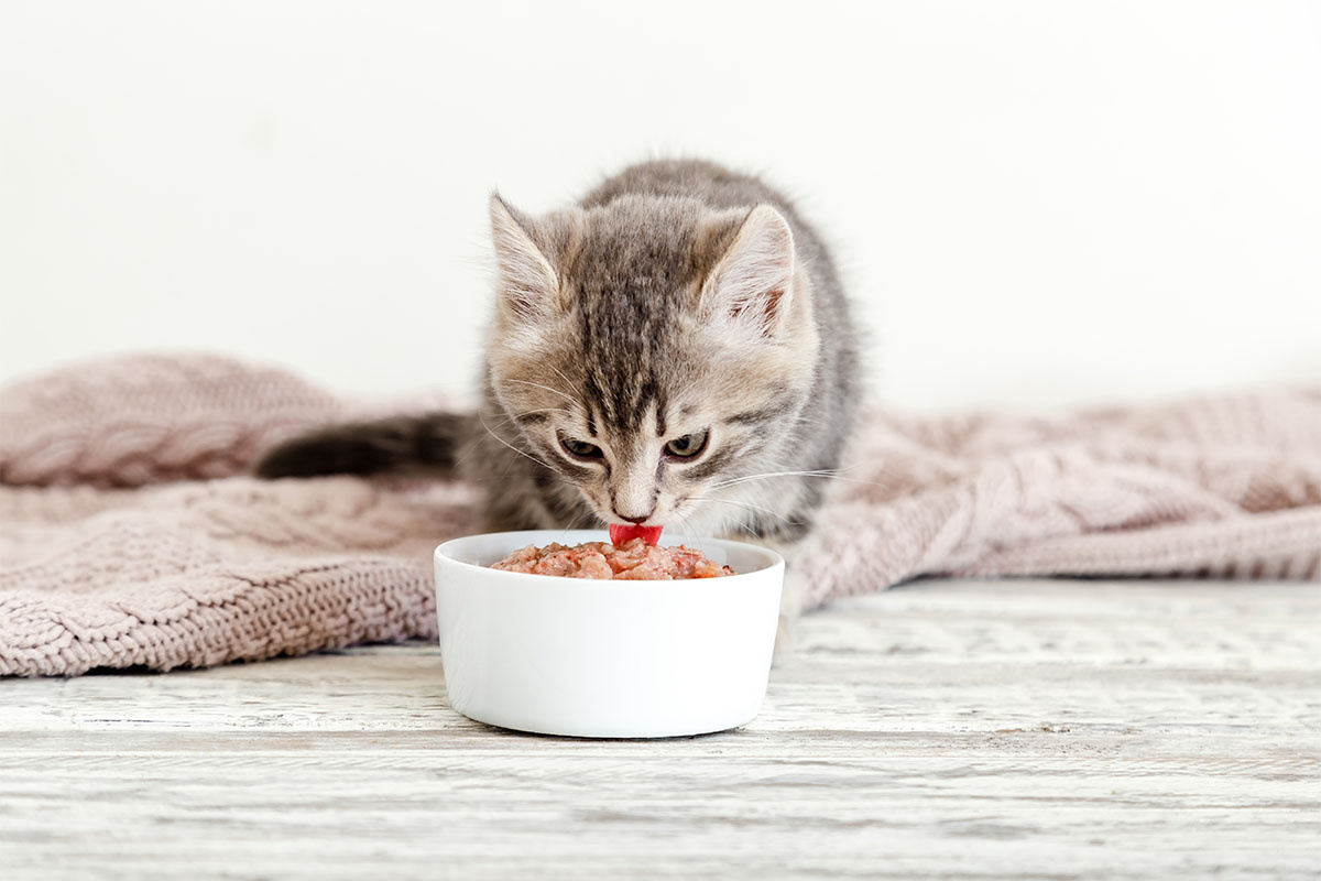 yaş mama yiyen yavru kedi