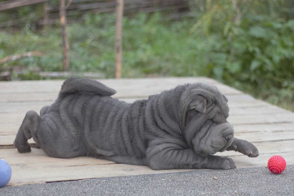 yerde yatan ve önünde kırmızı top bulunan gri sharpei ırkı köpek
