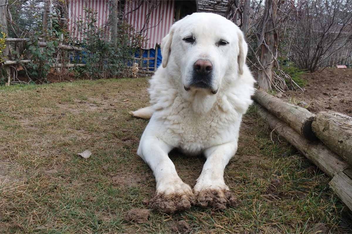 kadraja bakan toprak zeminde yatan beyaz büyük köpek