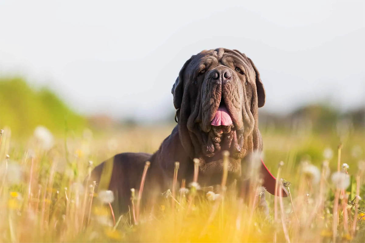 açık alanda oturan ağzı açık napoliten mastiff