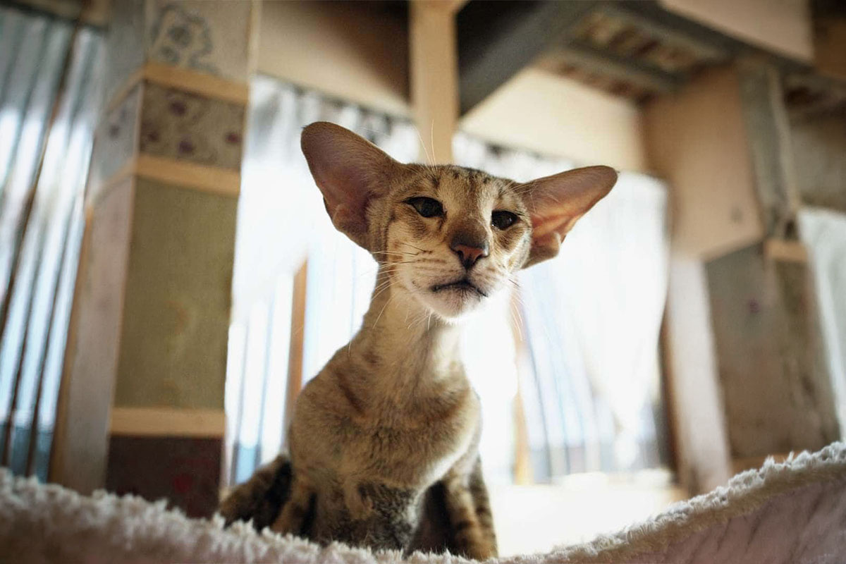 kulakları yanlarda aşağı yönlü bakan büyük kulaklı kedi