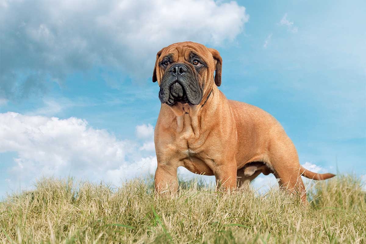 Geniş başlı, güçlü gövdeli, açık kahverengi kısa tüylü ve siyah maskeli yetişkin Bullmastiff köpeği çimenlik alanda ayakta duruyor.