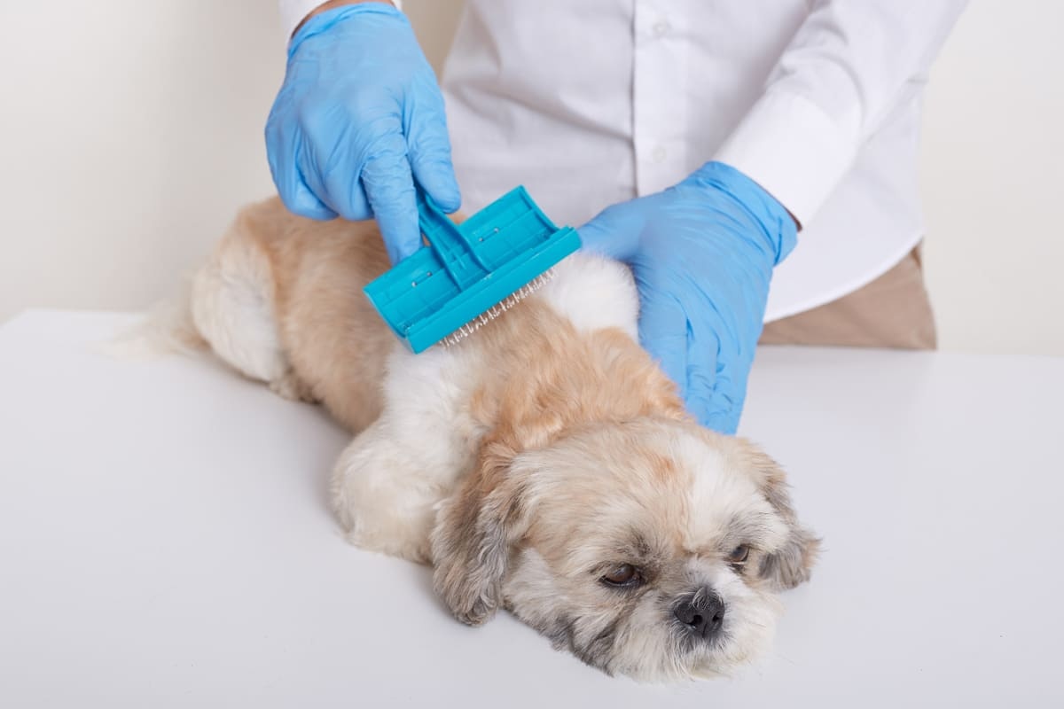 tüyleri veteriner hekim tarafından özenle taranan köpek