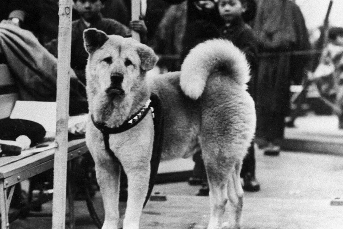 kadraja bakan hachiko'nun eski bir fotoğrafı