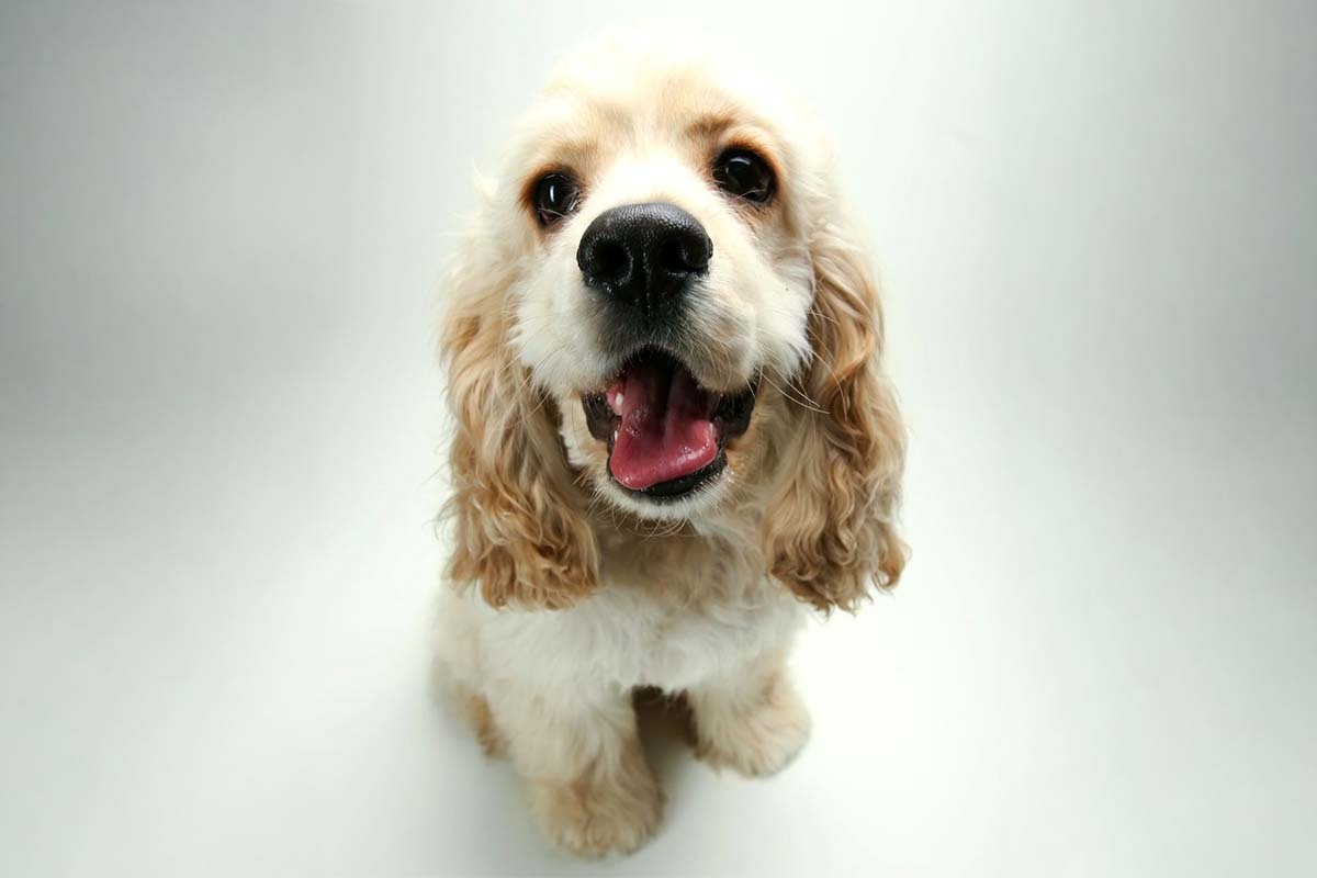 yavru, ağzı açık, kıvırcık tüylü köpek