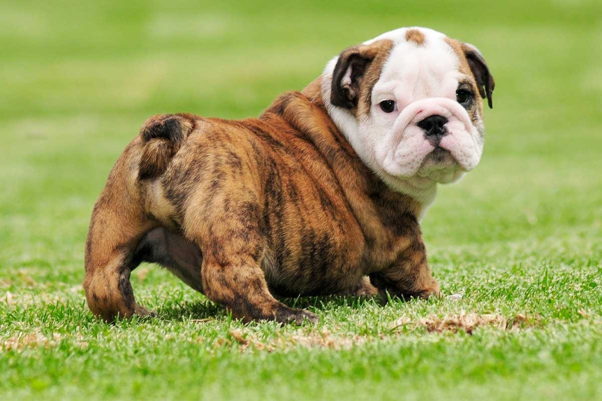 çimlerin üzerinde durup arkaya bakan yavru ingiliz bulldog