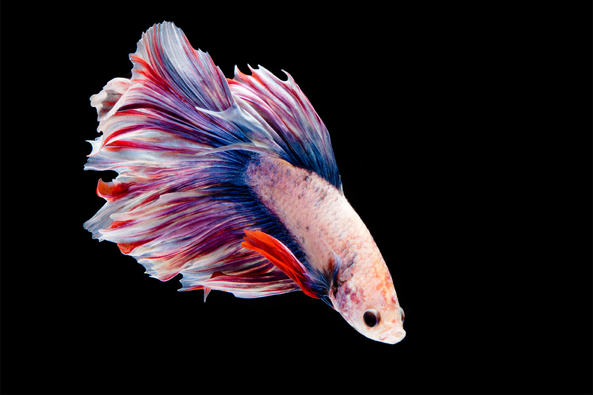 siyah fonda beyaz kırmızı mavi beta balığı