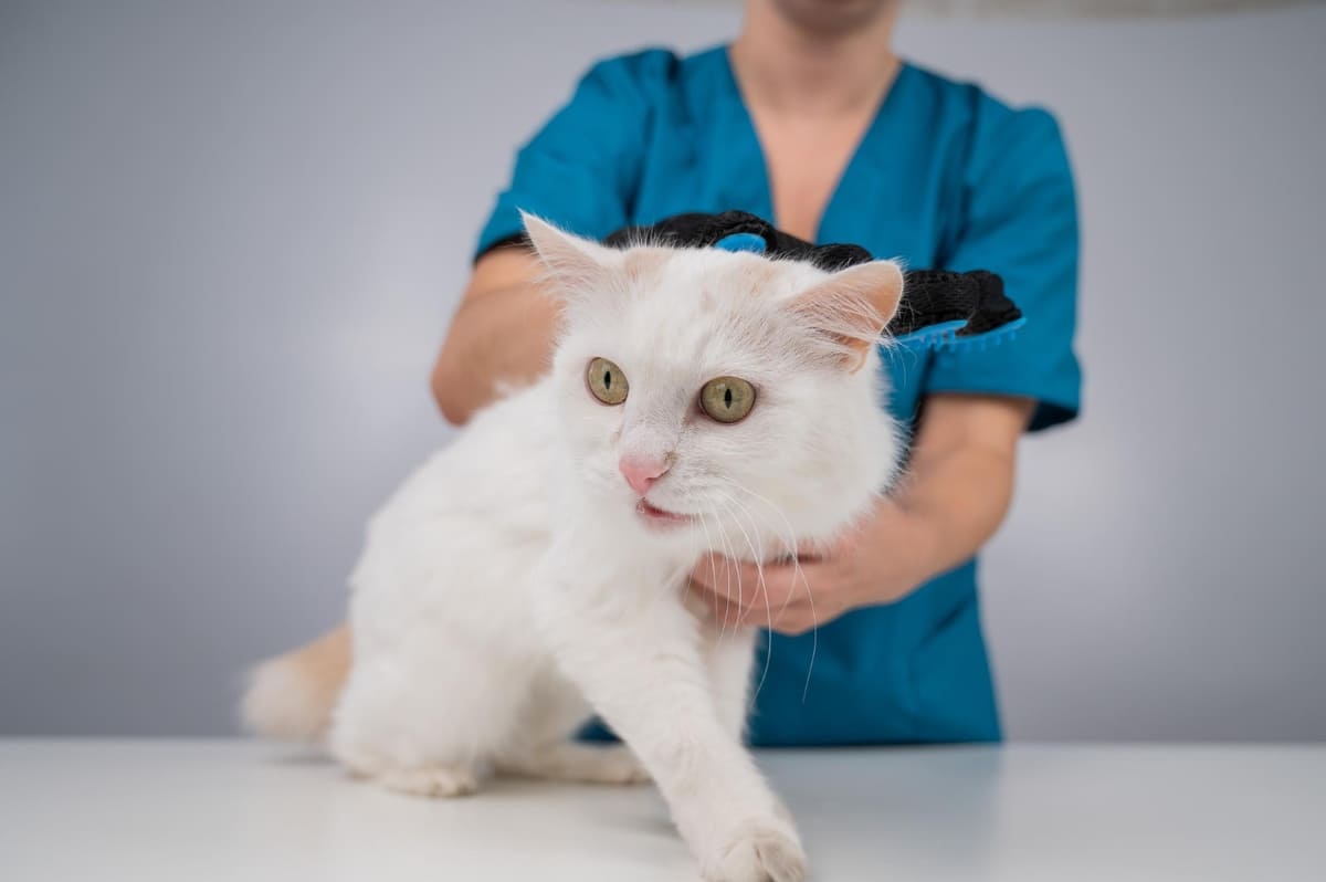 muayene edilen şaşkın bakan beyaz kedi