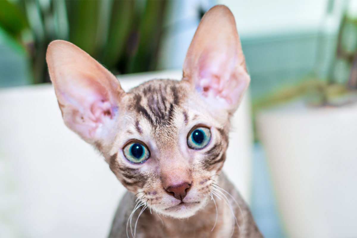 meraklı bakan büyük kulaklı Cornish Rex Kedisi