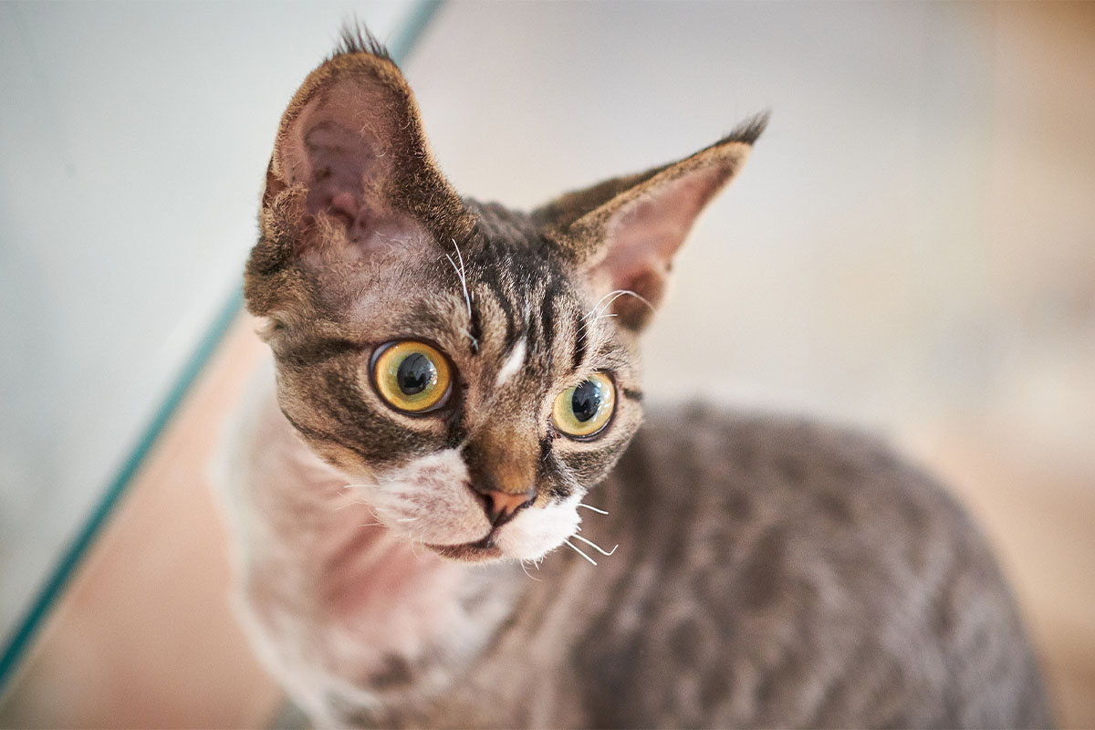 meraklı bakan tüysüz kedi