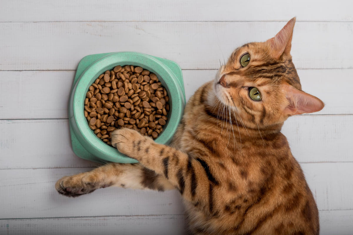 mama kabına patisini dayayıp yatan kedi