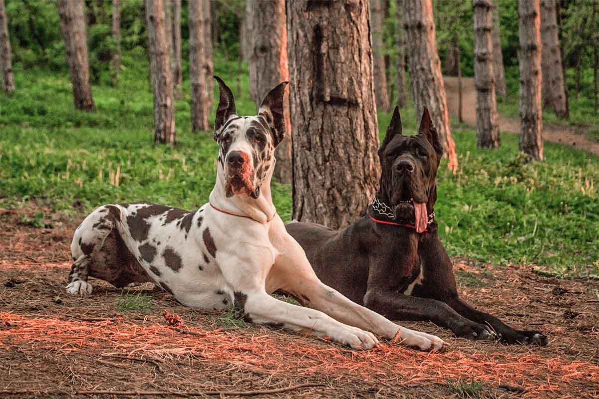 beyaz ve siyah danua köpekler açık alanda yan yana oturuyor