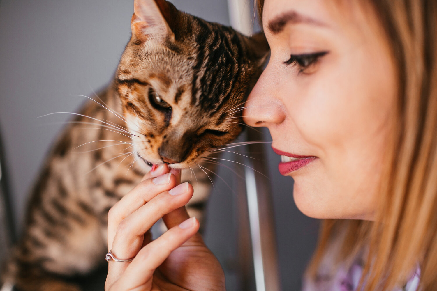 sahibinin parmağını yalayan tekir kedi