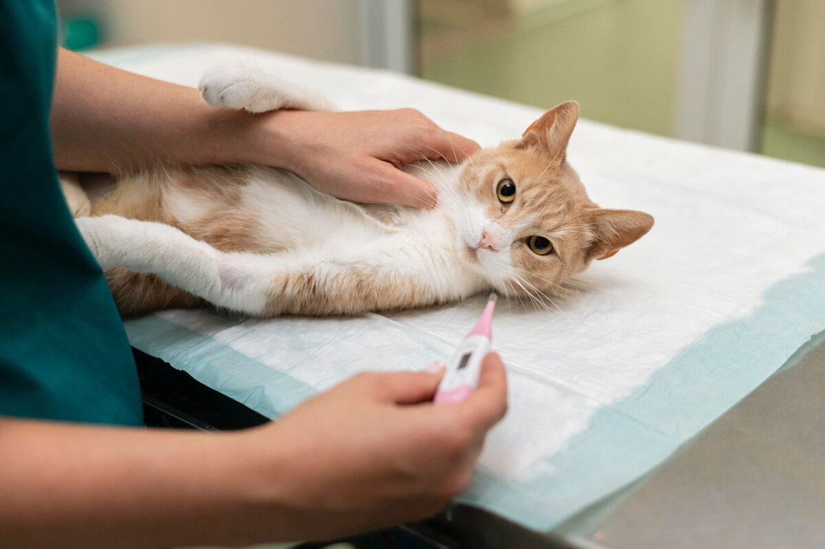 veteriner hekim tarafından ateşi ölçülecek kedi