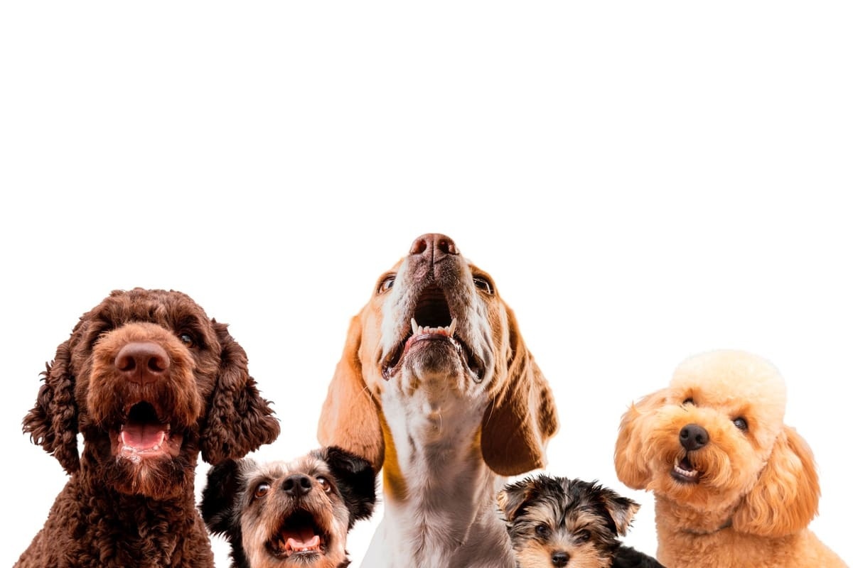 köpekler bir arada 