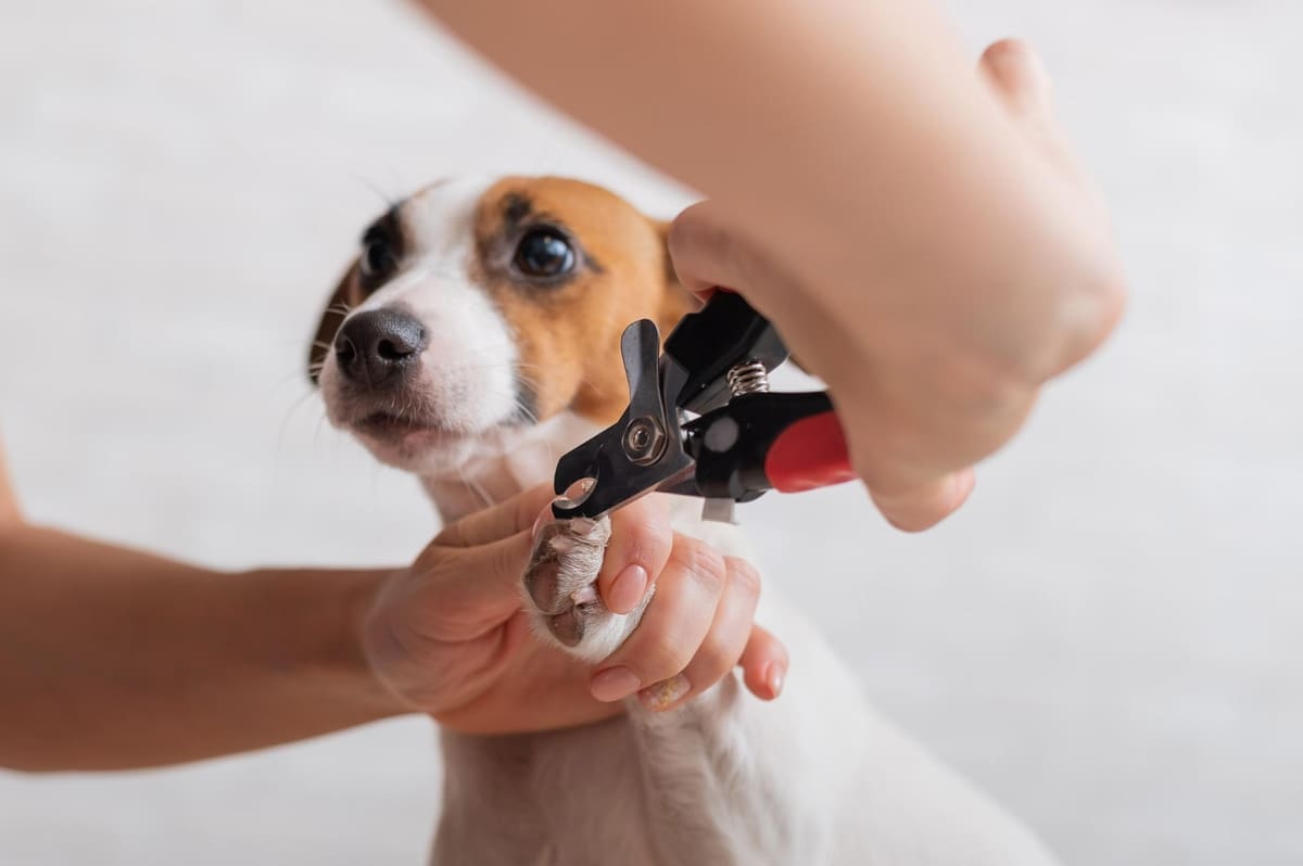 köpek tırnağı kesiliyor, köpek endişeli bakıyor