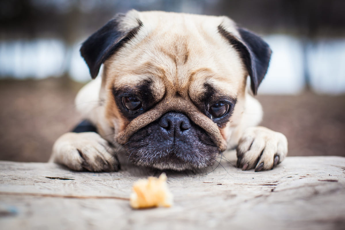 ödül mamasına bakan köpek
