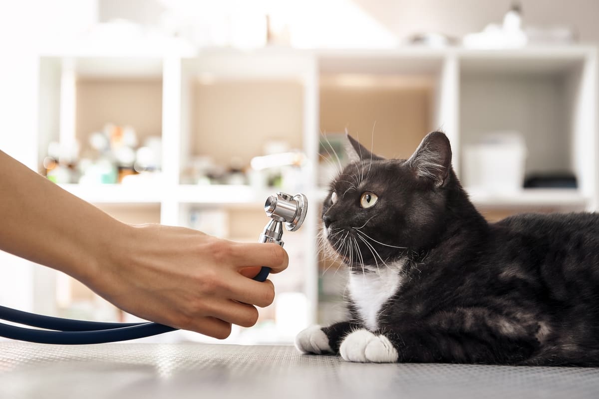 stetoskopa bakan siyah ve beyaz renkli tüylere sahip kedi