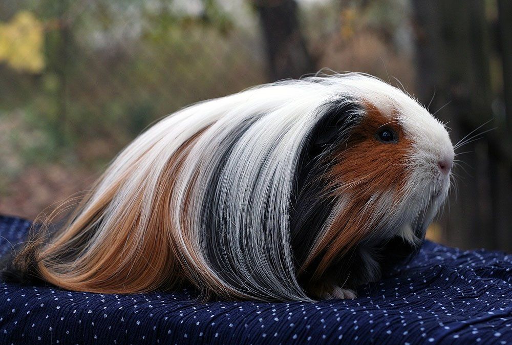silkie ginepig
