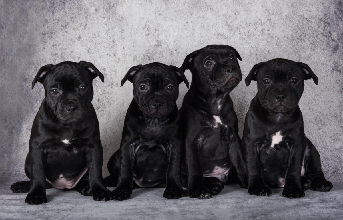 siyah renkli tüylere sahip yavru köpekler