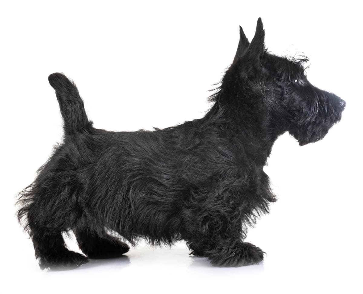 Skye Terrier