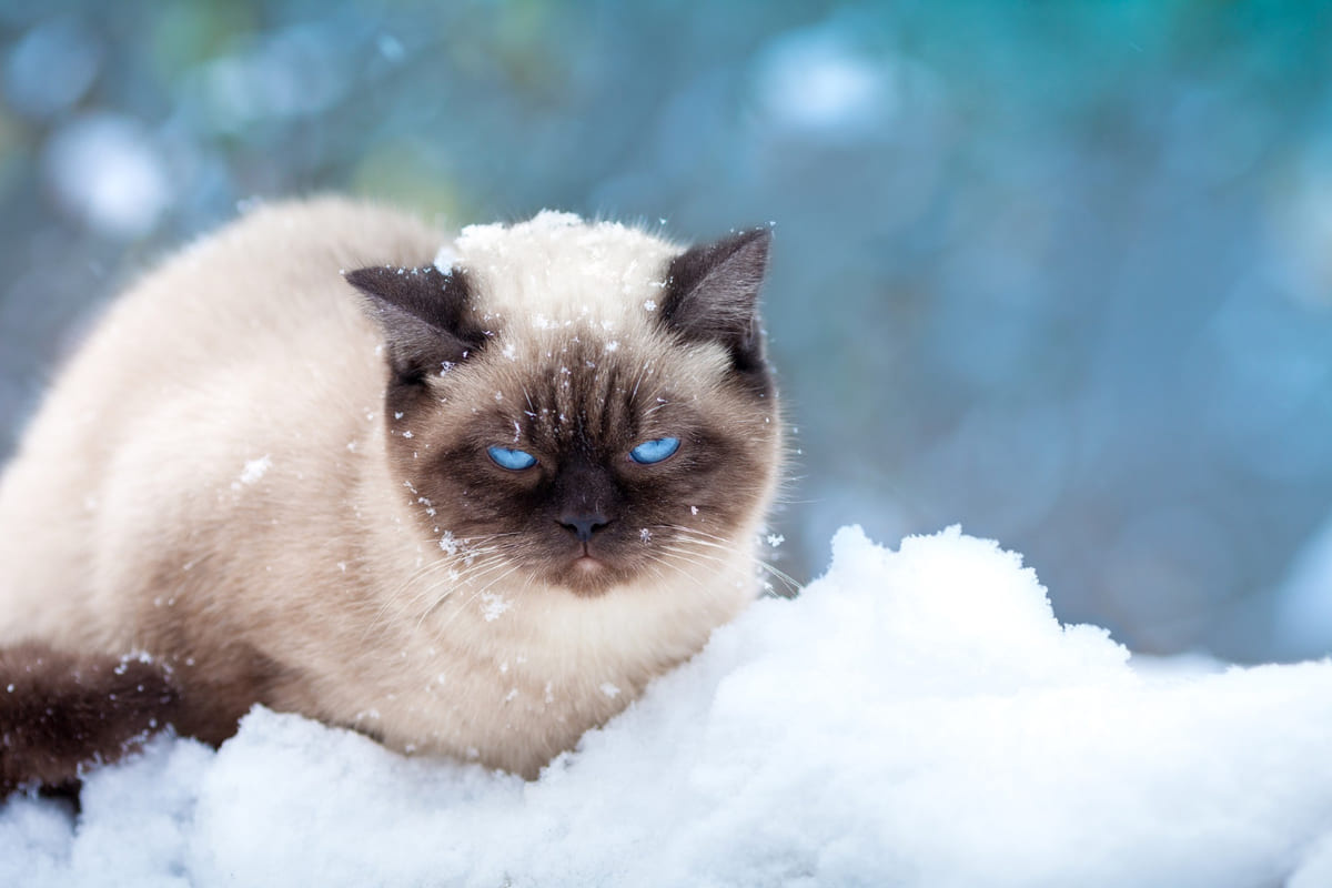 kar yağışında dışarıda duran yetişkin kedi