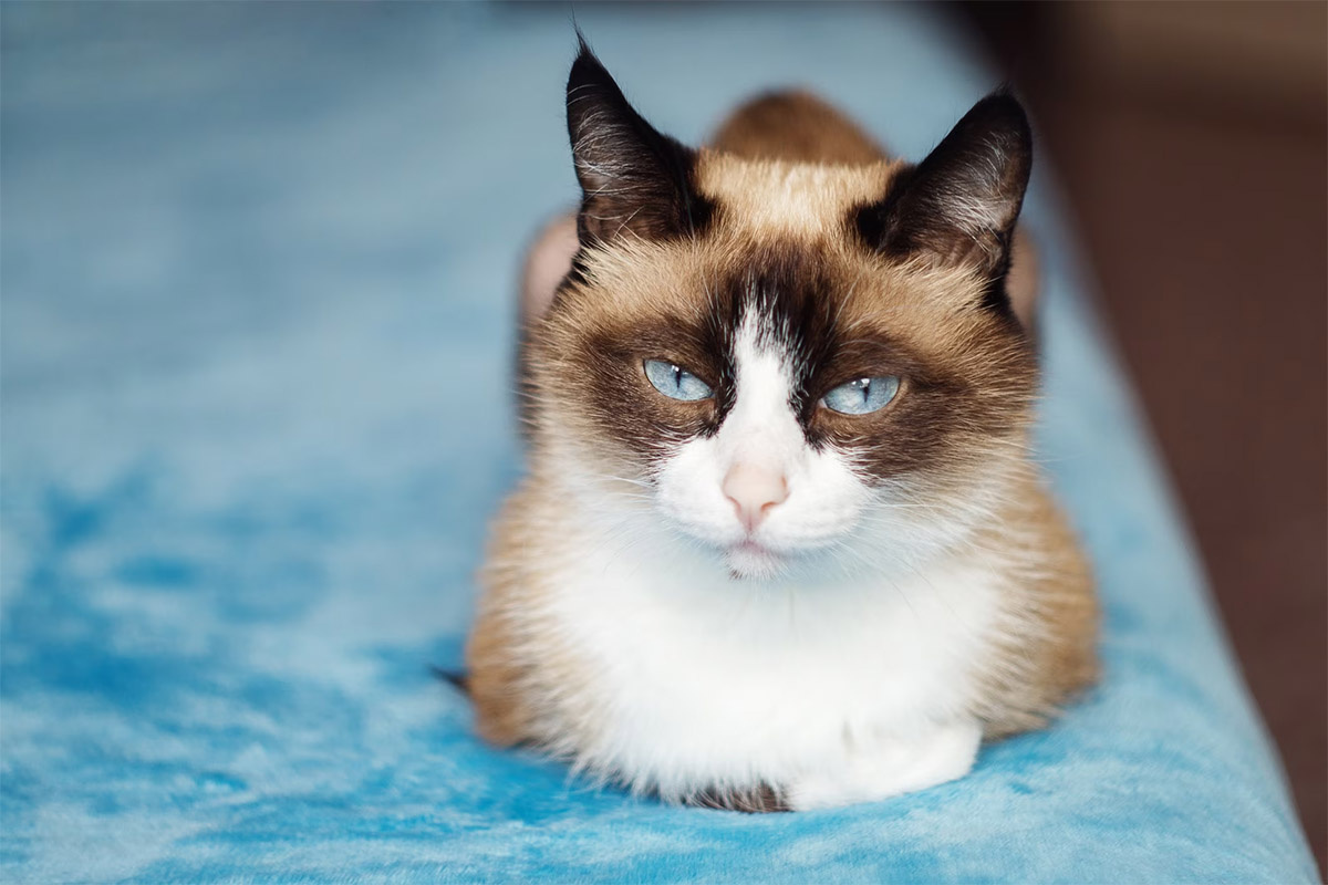 mavi örtünün üzerinde somun ekmek pozisyonunda yatan kedi