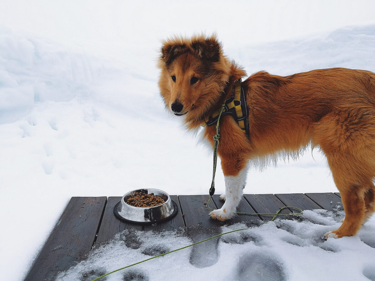 dış mekanda mama kabı duran köpek