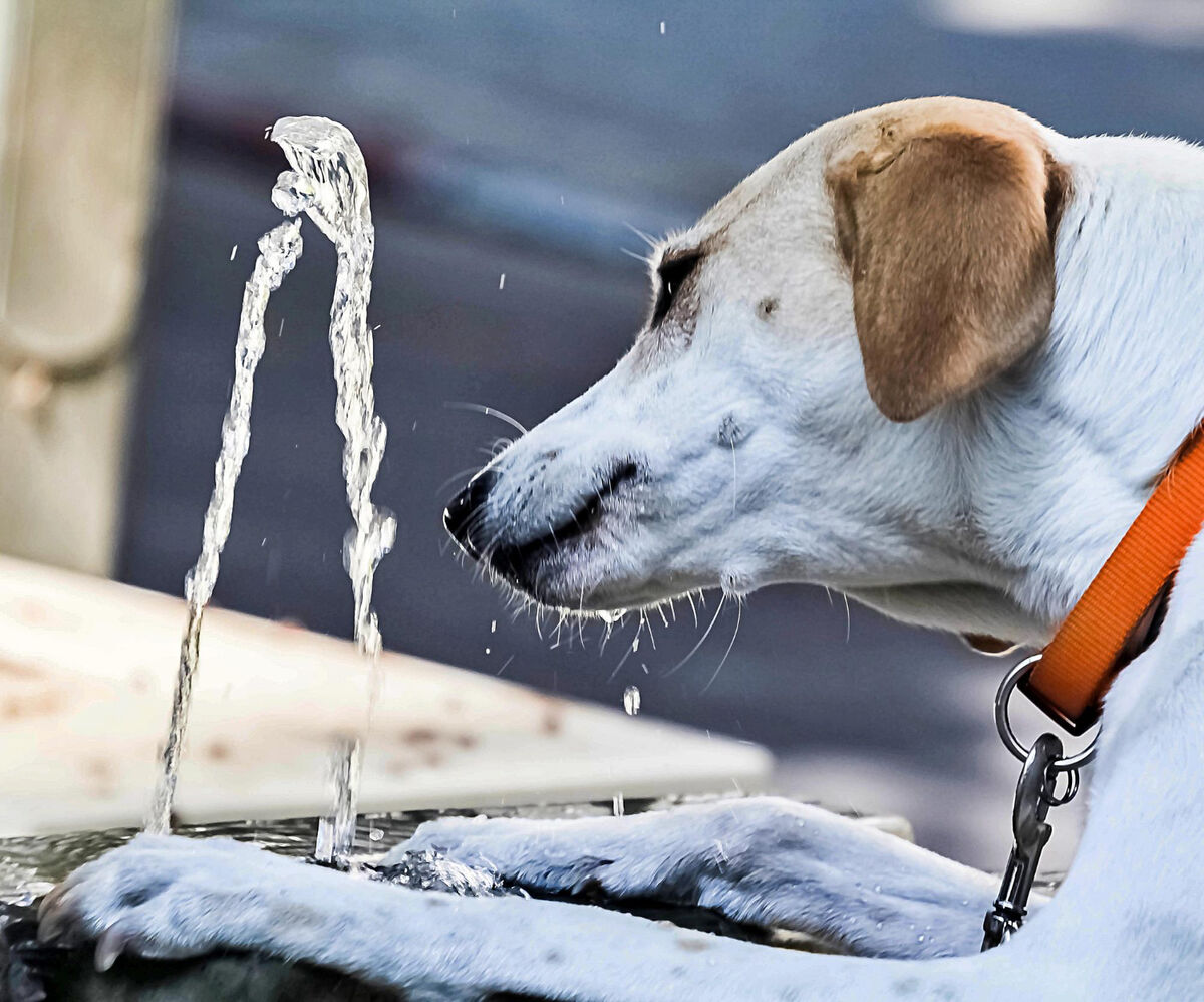 karlı ortamda su içen köpek