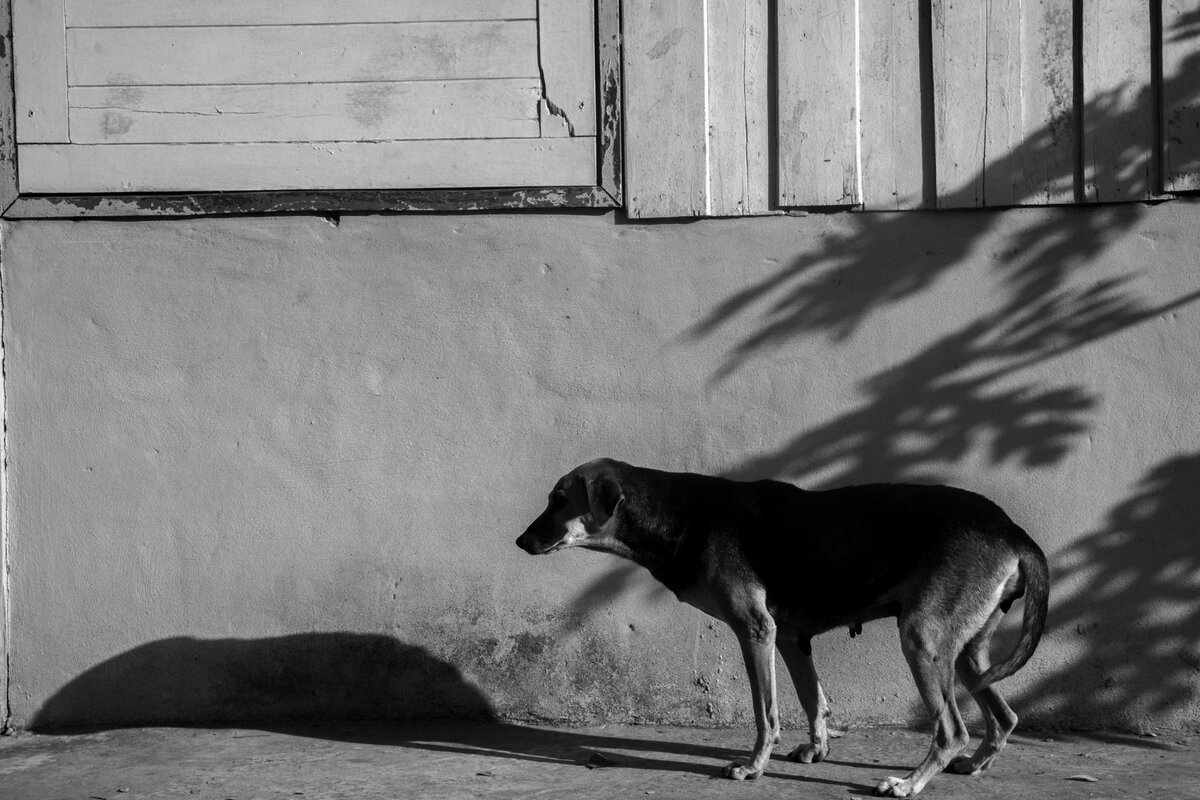 sokakta, korkmuş büyük ırk siyah köpek