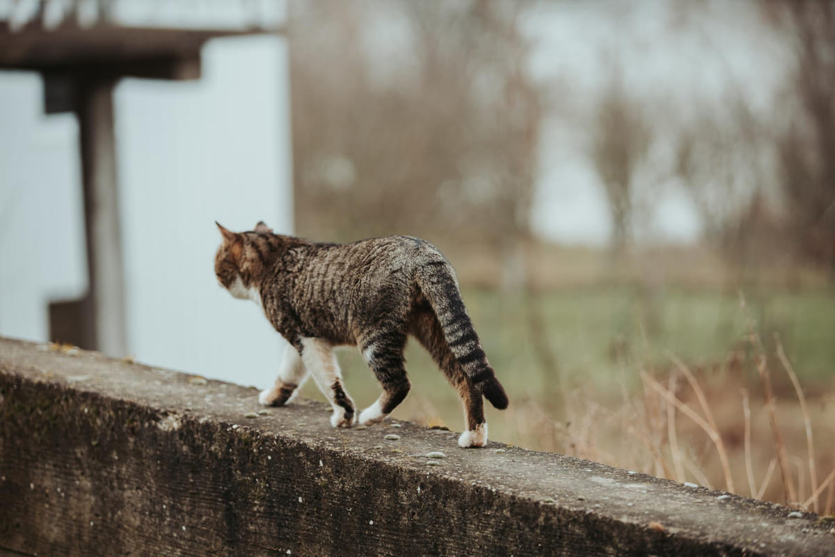 duvarda yürüyen kedi
