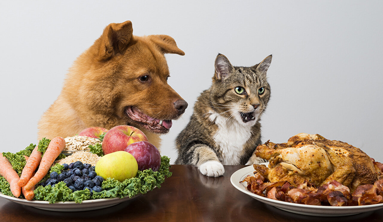 kedinin önündeki kızarmış etlere bakan köpek