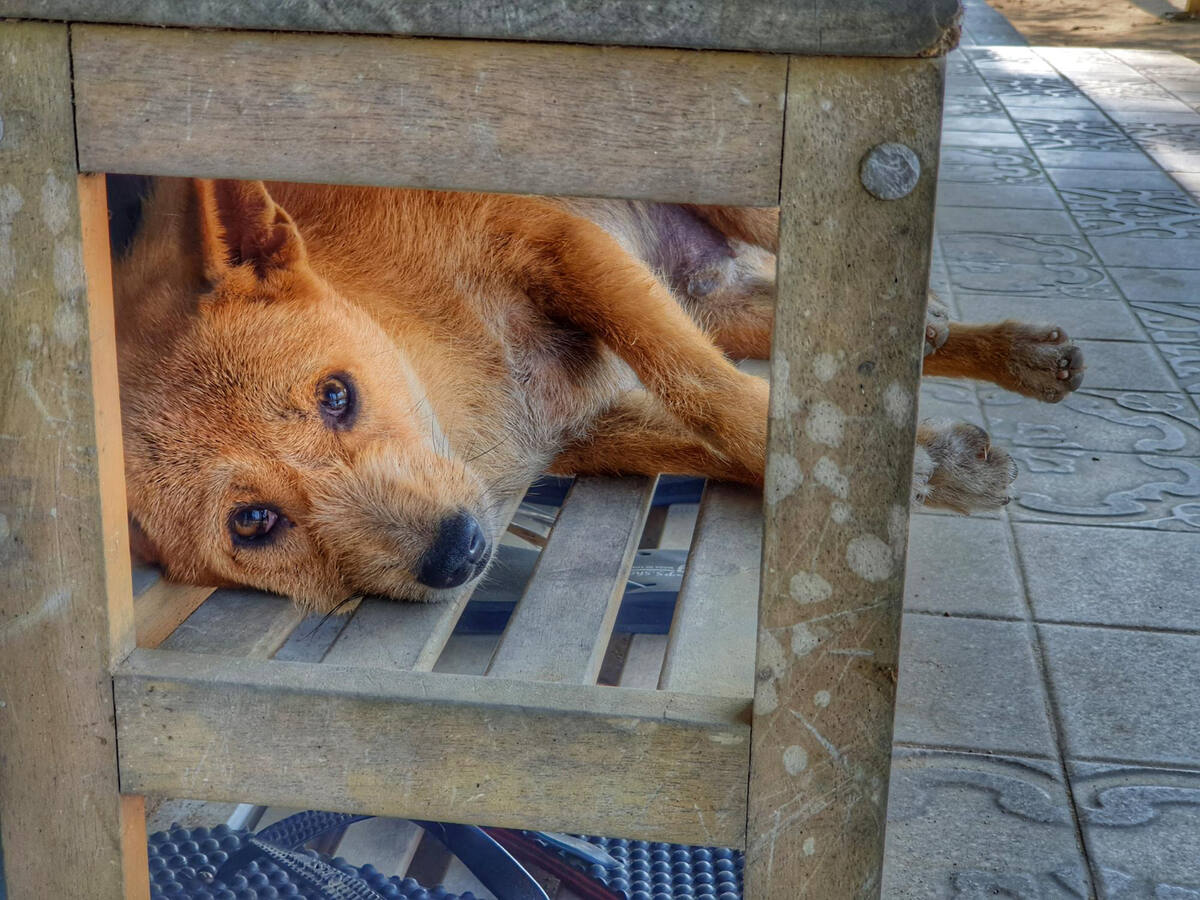 bankta yatan sokak köpeği