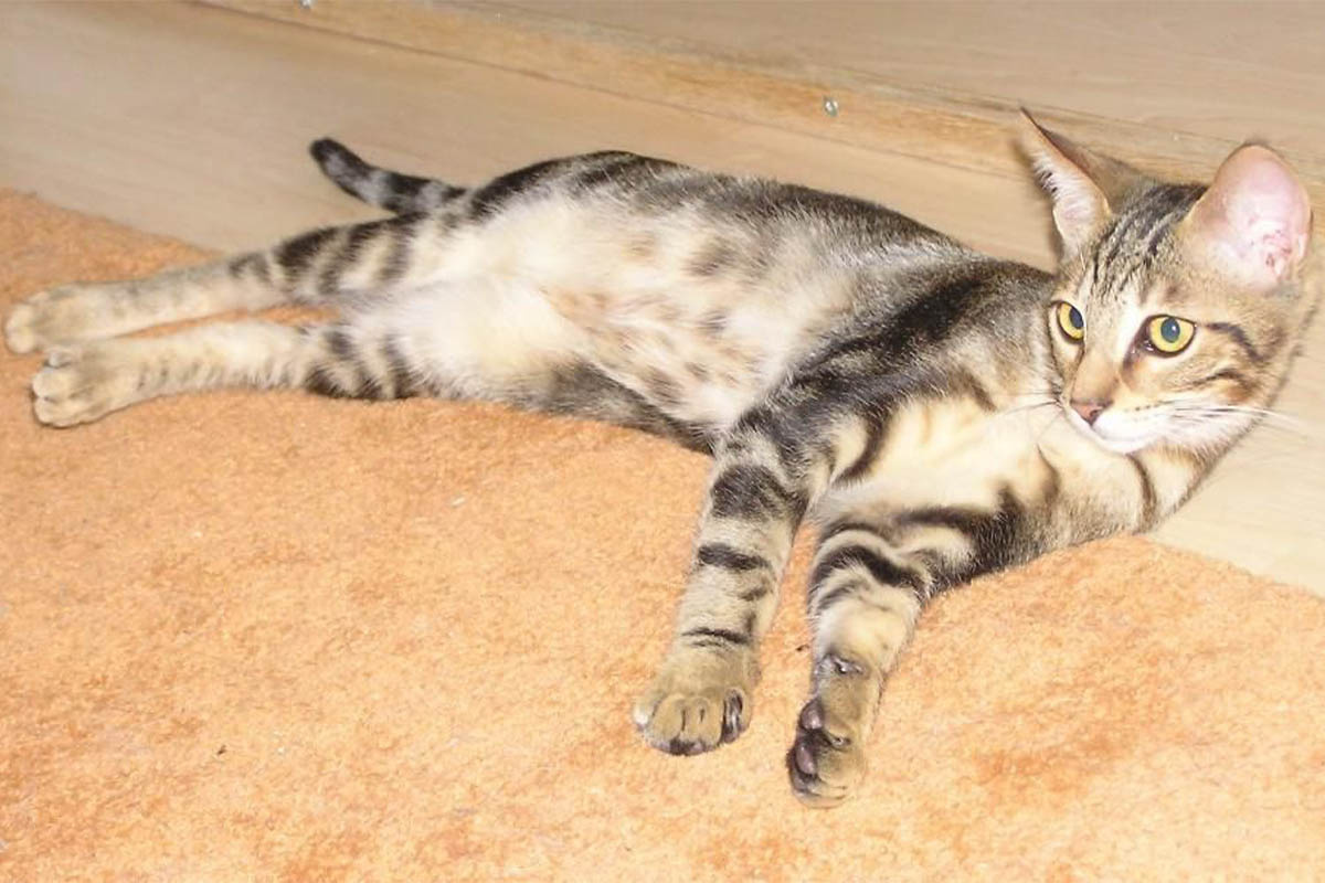 halıda yatan tekir kedi