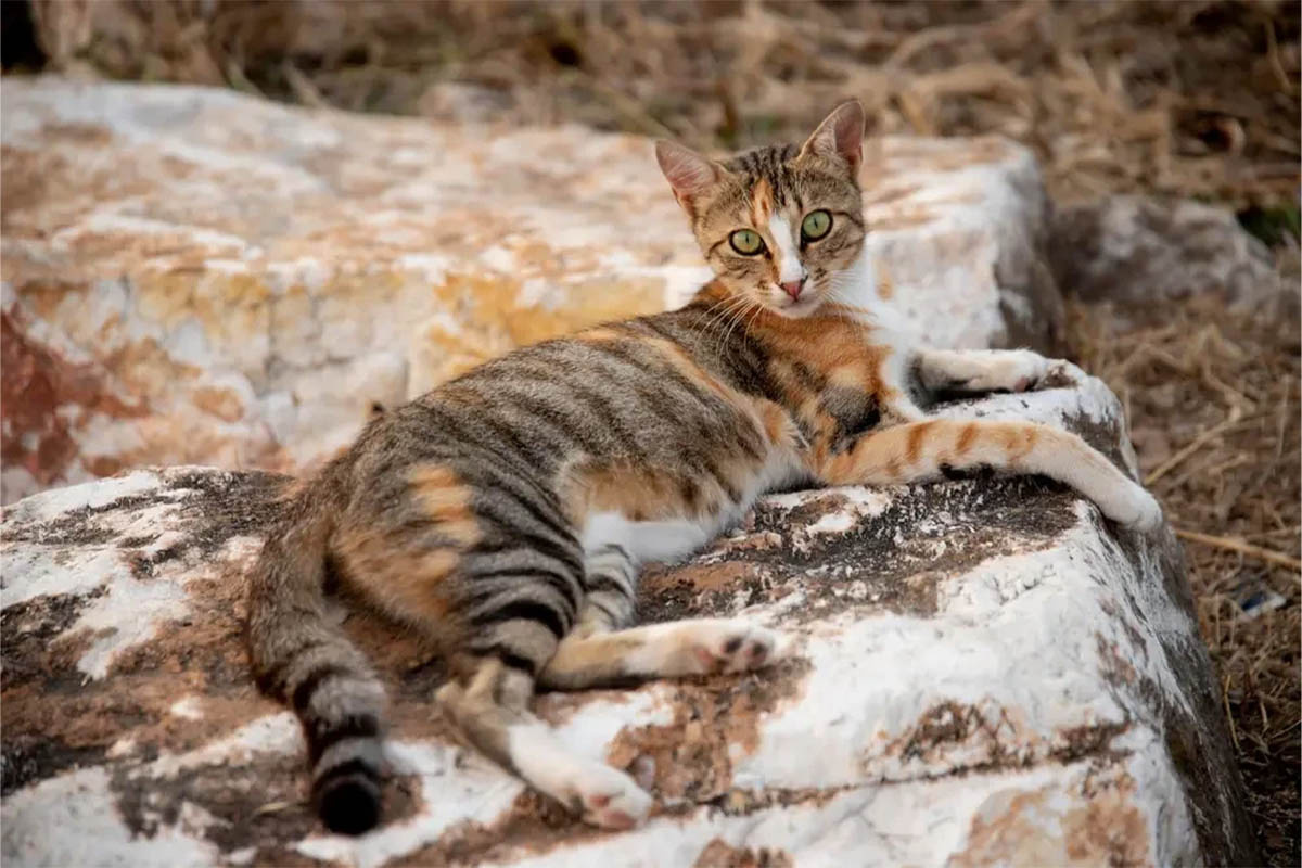 taş üzerinde yatan yeşil gözlü kedi