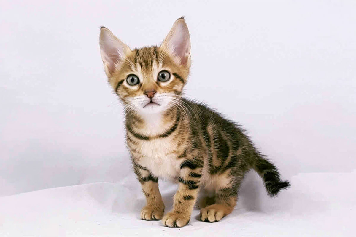 yavru kedi kadraja bakıyor