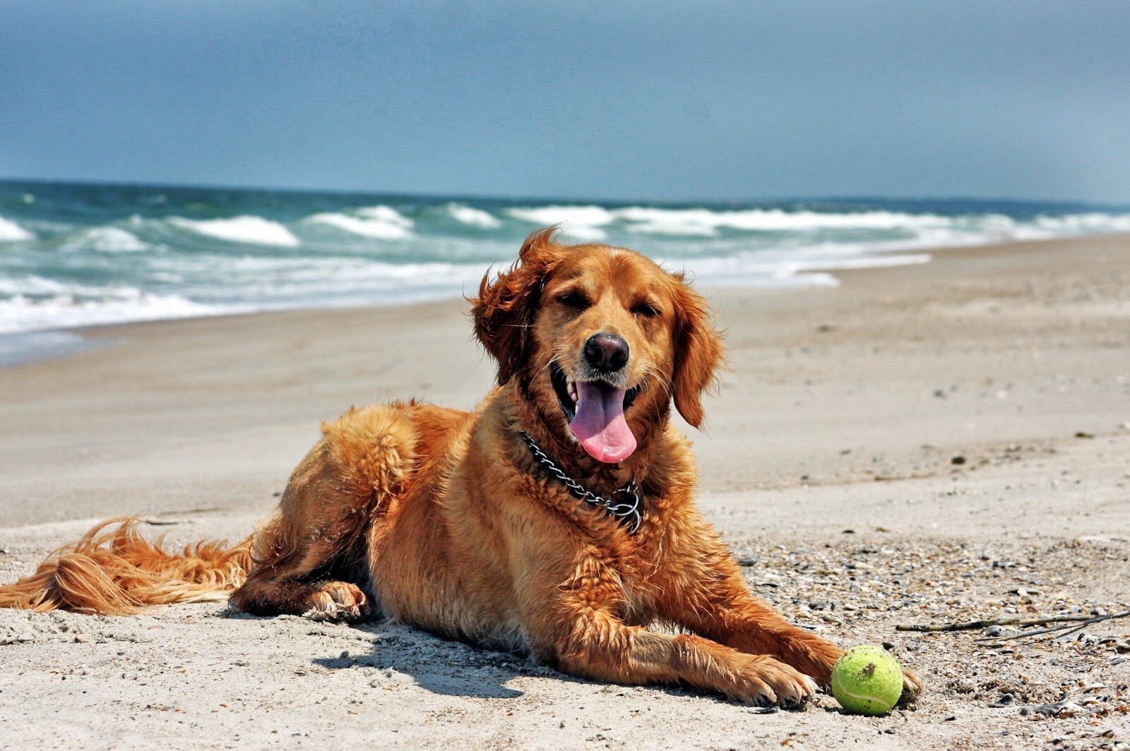 sahilde tenis topu ile oynayıp dinlenmek için yatmış köpek