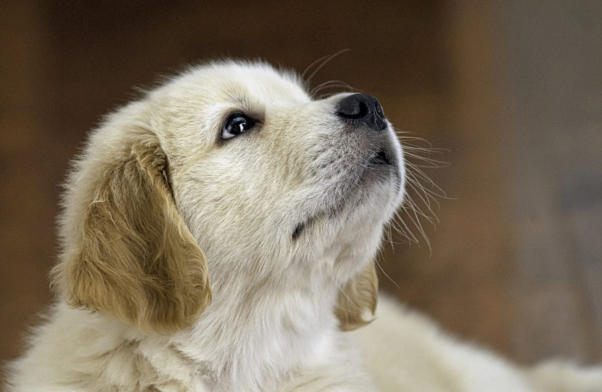yukarı doğru bakan yavru köpek