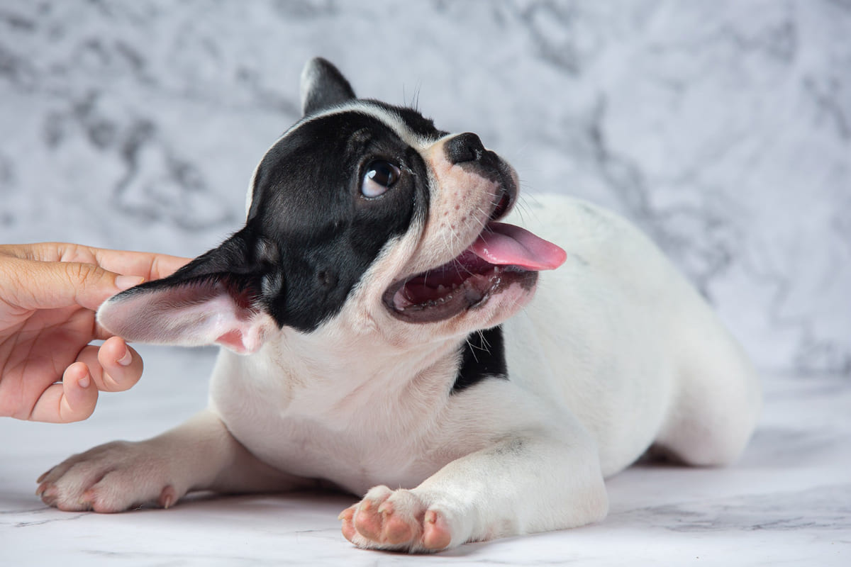 yavru French Bulldog köpeği ağzı açık kulağı seviliyor