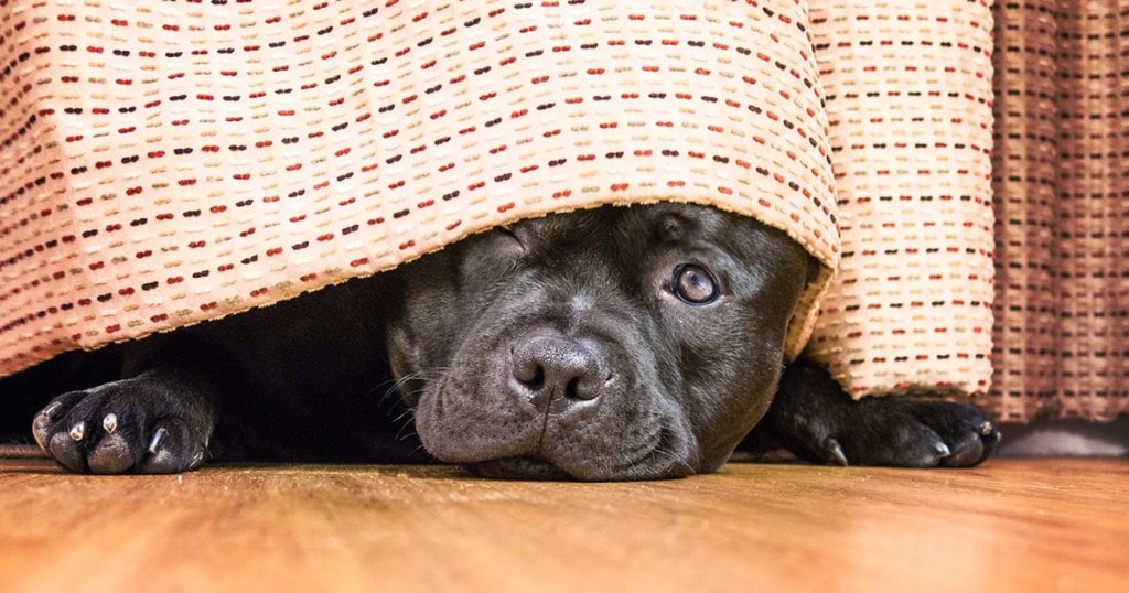 battaniyenin altına saklanmış utangaç köpek