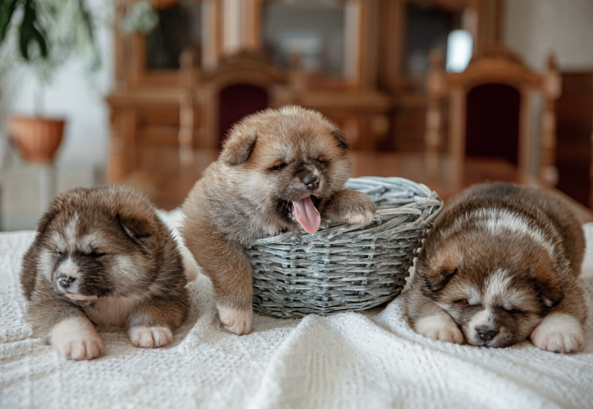 kardeş yavru köpekler