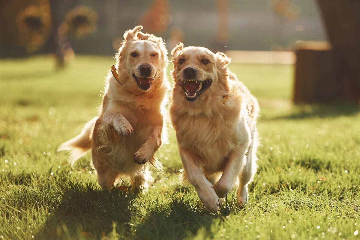 açık arazide koşan Golden Retriever'lar