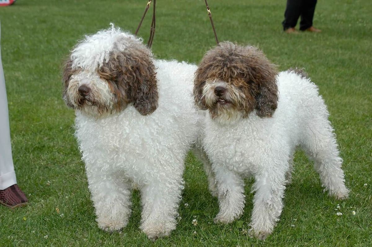 Spanish Water Dog