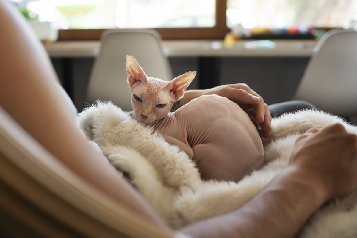 battaniye üzerinde yatan sphynx kedisi
