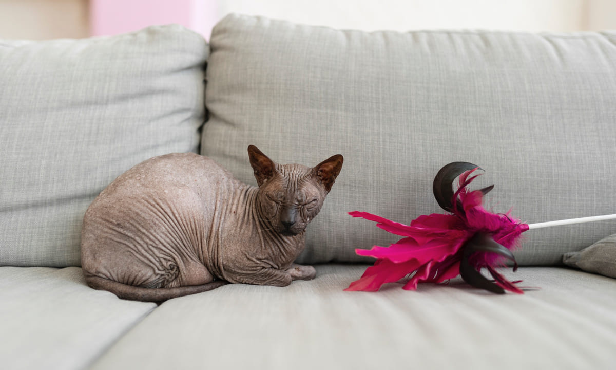 Sphynx