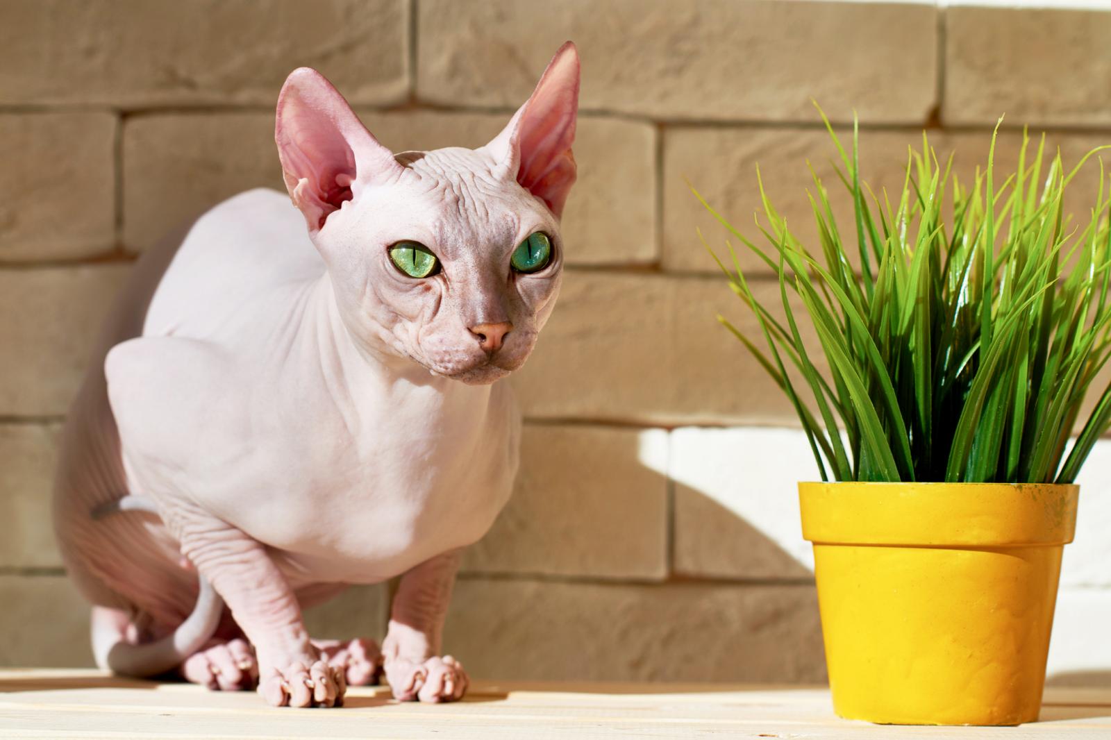 Египетская кошка лысая